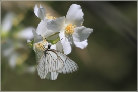 <p>BĚLÁSEK OVOCNÝ (Aporia crataegi) Šluknovsko - Kunratice u Šluknova ---- /Black-veined white butterfly - Baum-Weißling/</p>